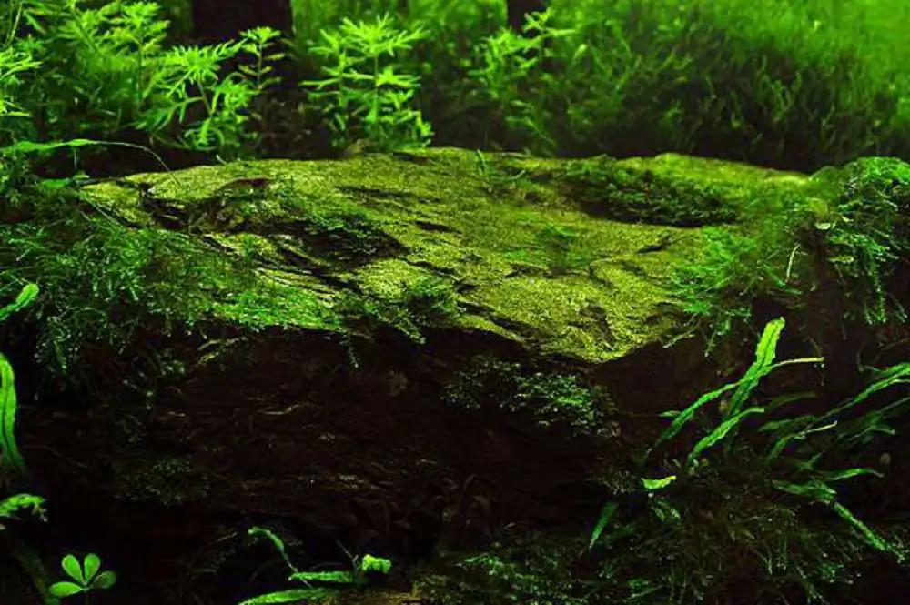Coniferous forest by Chen, Han-Hsuan / Taiwan Coniferous forest by Chen, Han-Hsuan / Taiwan