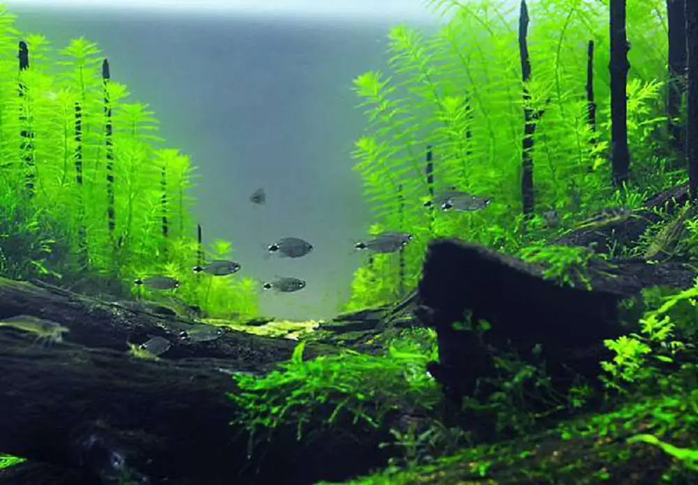 Coniferous forest by Chen, Han-Hsuan / Taiwan Coniferous forest by Chen, Han-Hsuan / Taiwan