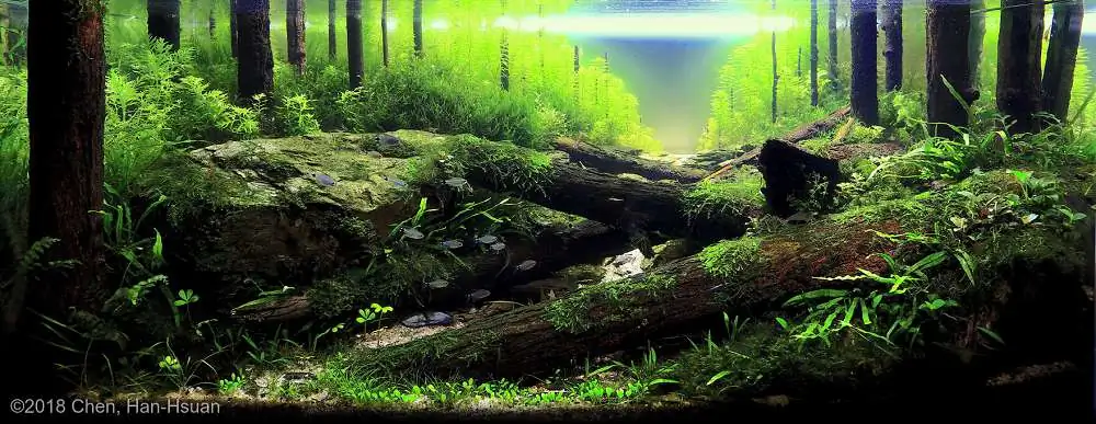 Coniferous forest by Chen, Han-Hsuan / Taiwan Coniferous forest by Chen, Han-Hsuan / Taiwan