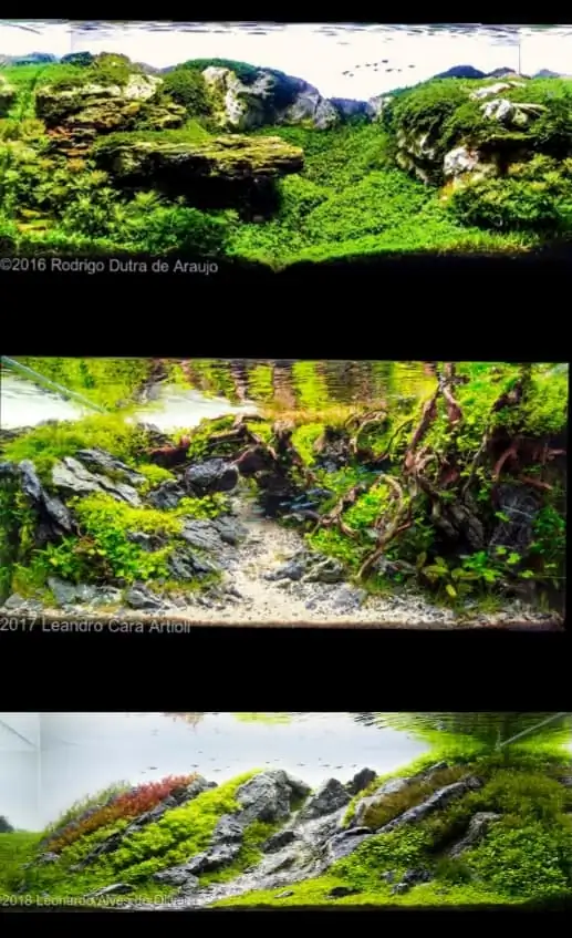 Introduction about Brazil Aquascaping Introduction about Brazil Aquascaping