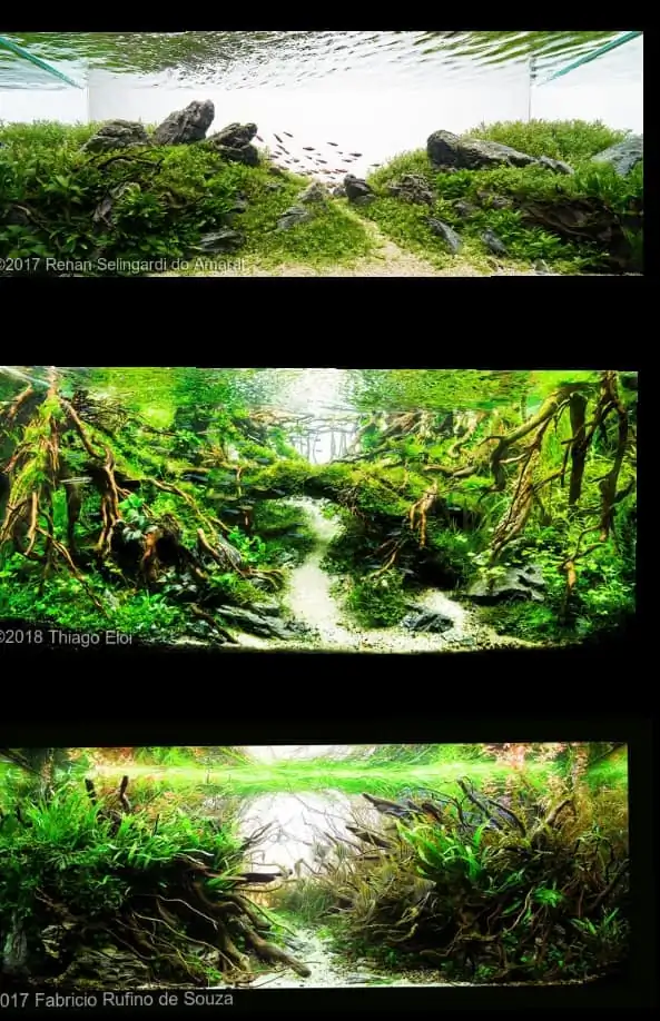 Introduction about Brazil Aquascaping Introduction about Brazil Aquascaping