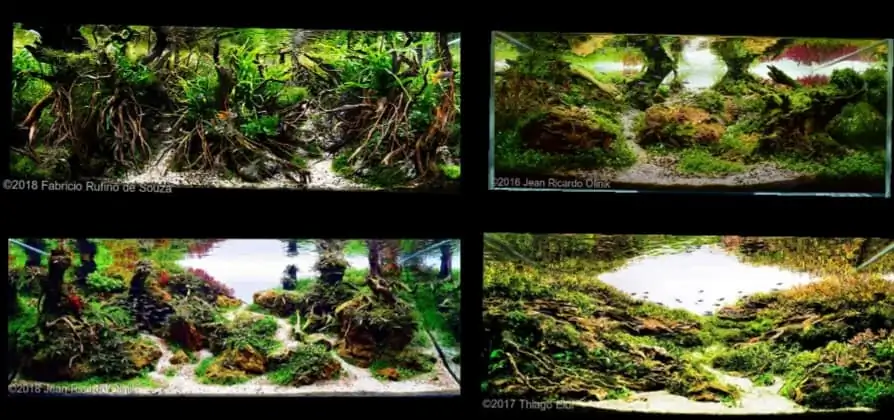 Introduction about Brazil Aquascaping Introduction about Brazil Aquascaping
