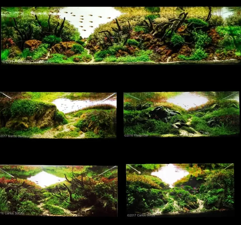 Introduction about Brazil Aquascaping Introduction about Brazil Aquascaping