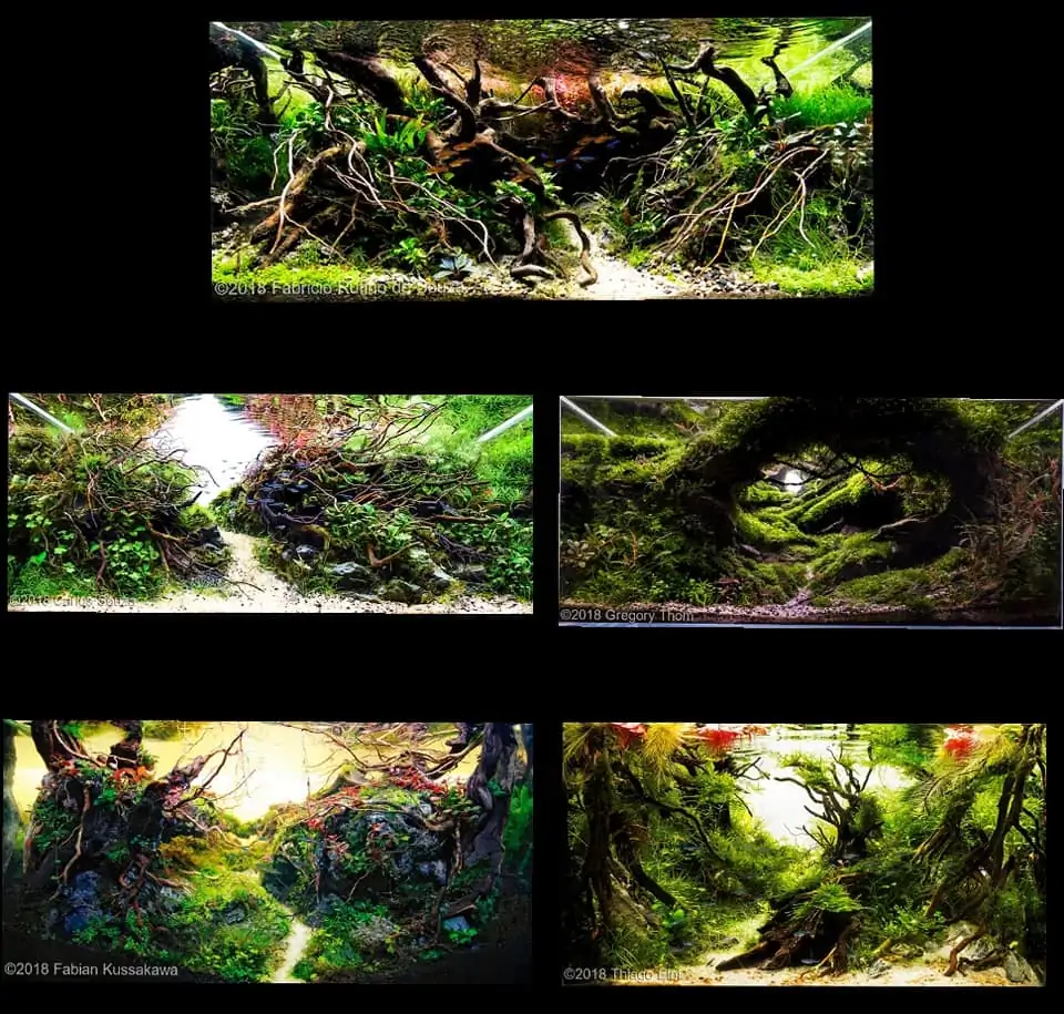 Introduction about Brazil Aquascaping Introduction about Brazil Aquascaping