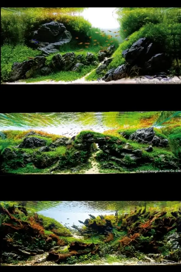 Introduction about Brazil Aquascaping Introduction about Brazil Aquascaping