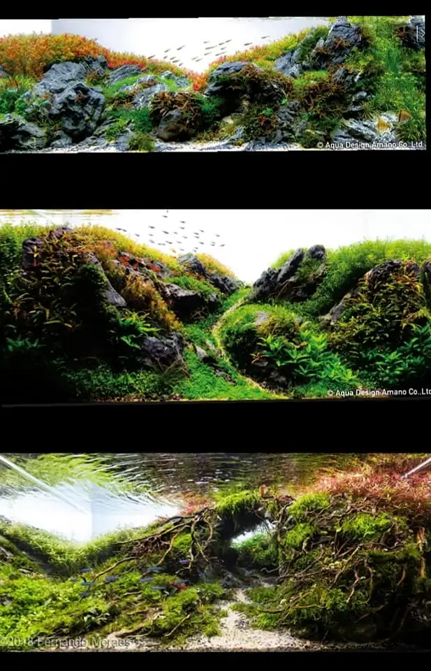Introduction about Brazil Aquascaping Introduction about Brazil Aquascaping