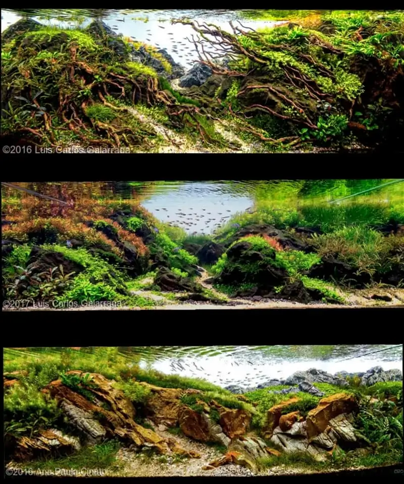Introduction about Brazil Aquascaping Introduction about Brazil Aquascaping