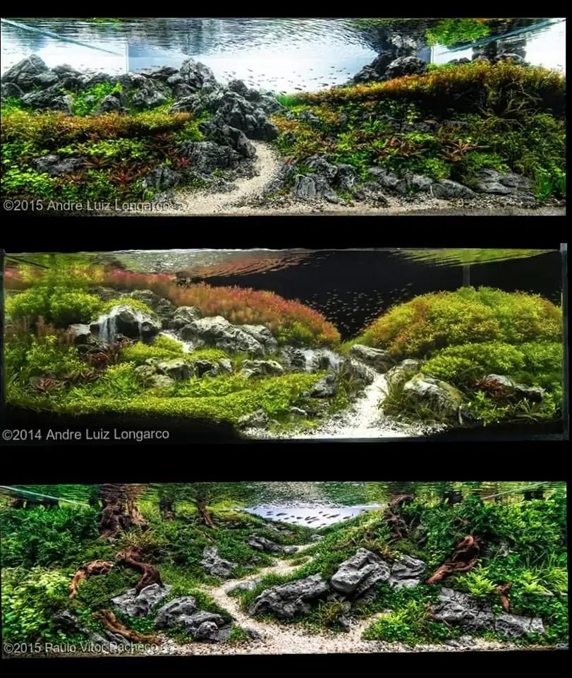 Introduction about Brazil Aquascaping Introduction about Brazil Aquascaping