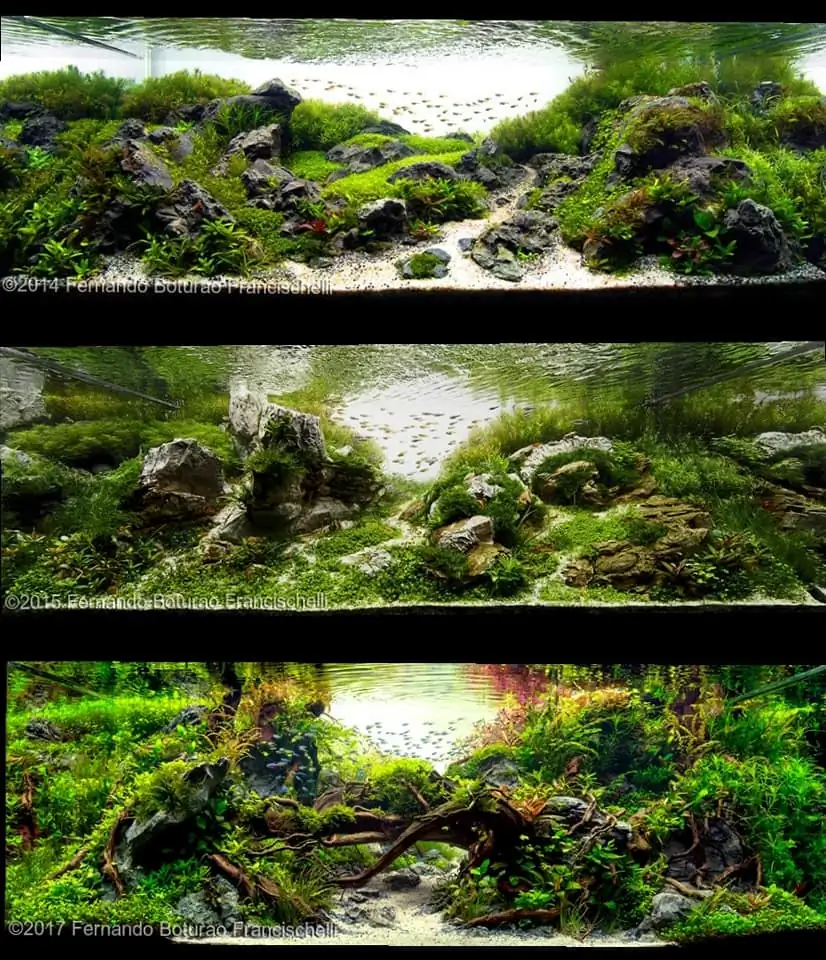 Introduction about Brazil Aquascaping Introduction about Brazil Aquascaping