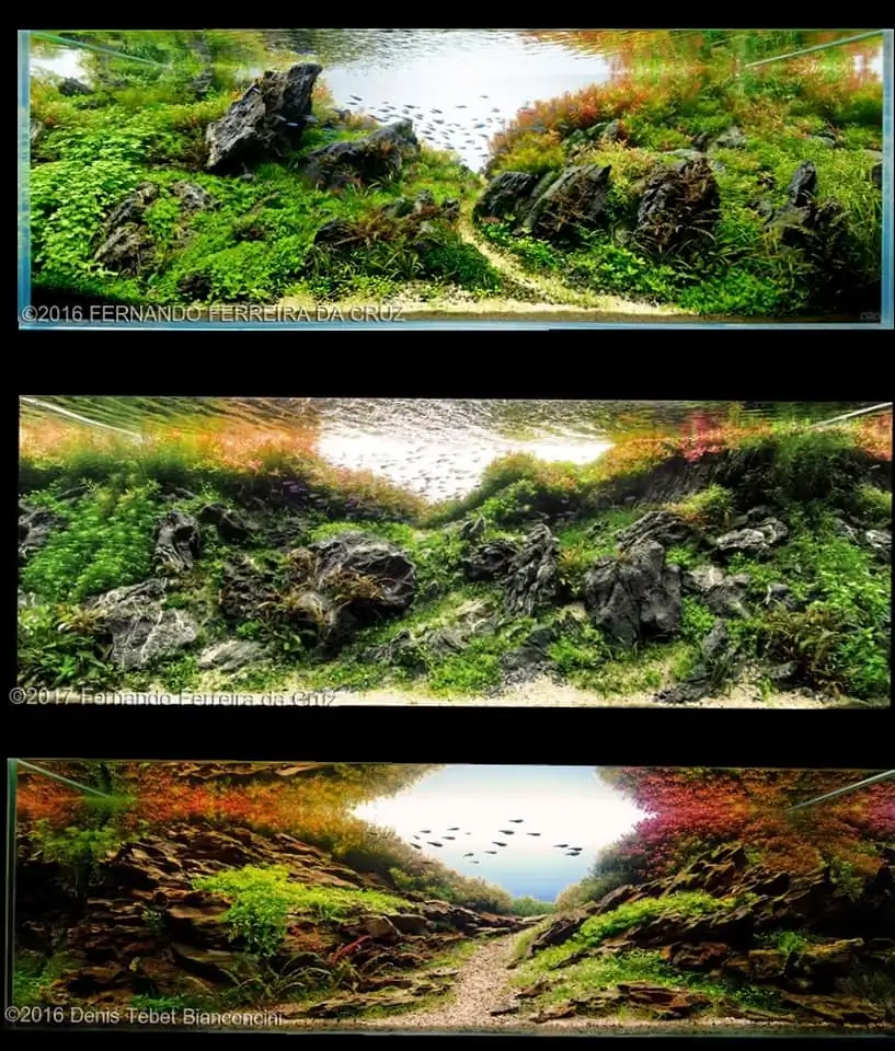 Introduction about Brazil Aquascaping Introduction about Brazil Aquascaping