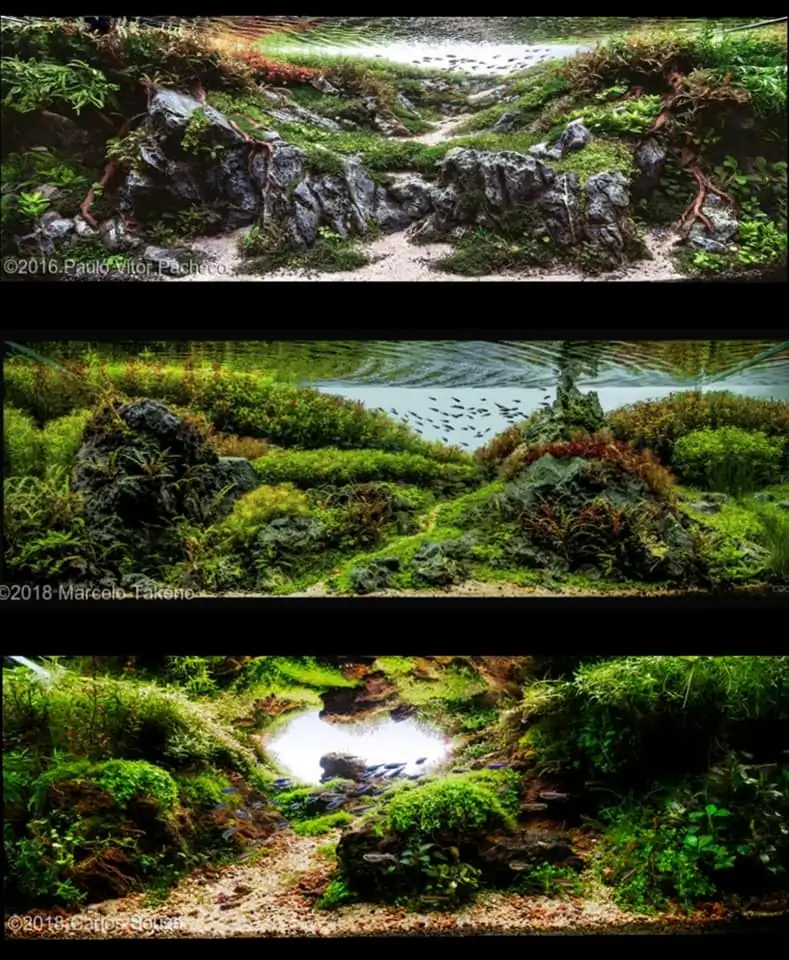 Introduction about Brazil Aquascaping Introduction about Brazil Aquascaping