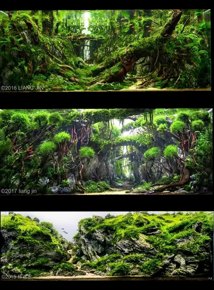 Introduction about China Aquascaping Introduction about China Aquascaping