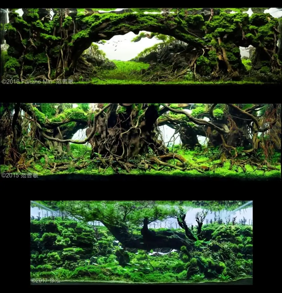 Introduction about China Aquascaping Introduction about China Aquascaping