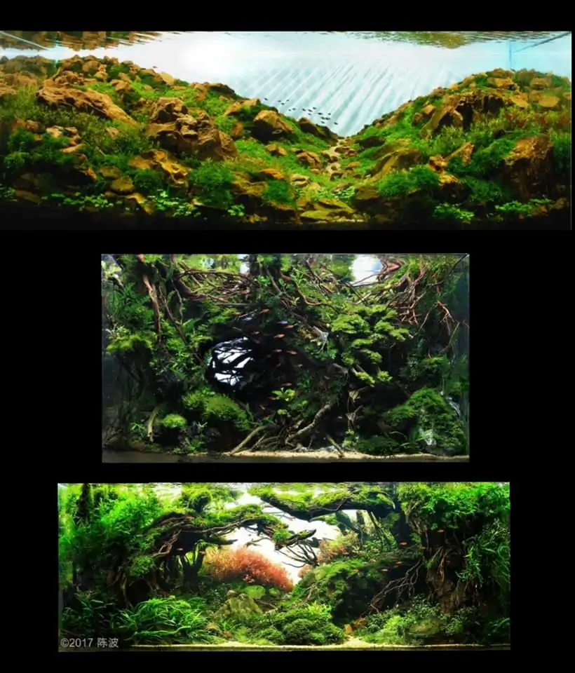 Introduction about China Aquascaping Introduction about China Aquascaping