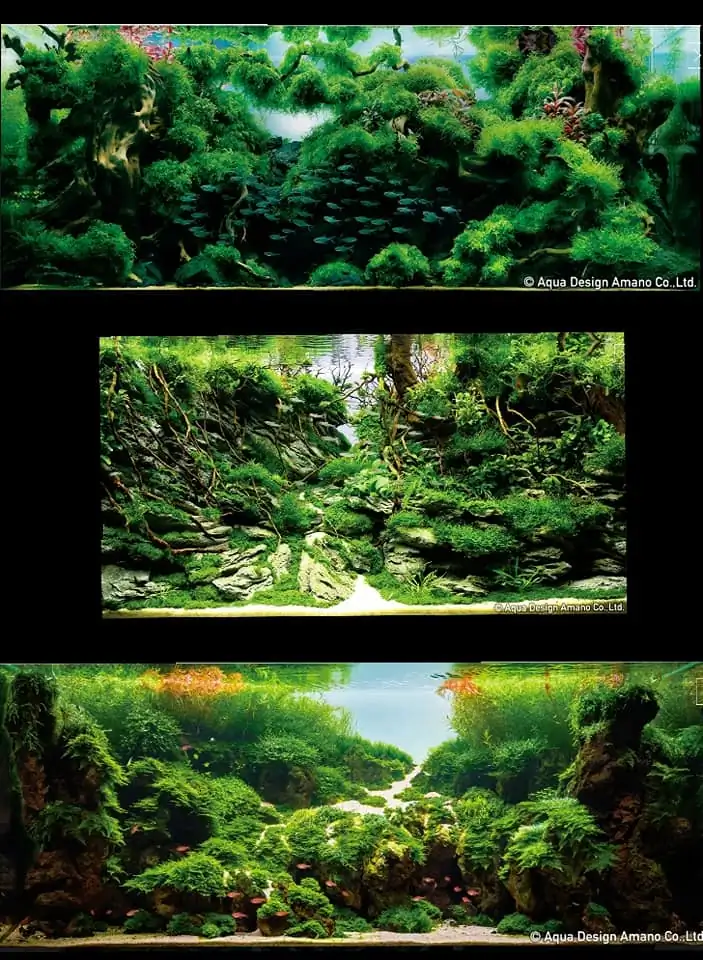 Introduction about China Aquascaping Introduction about China Aquascaping