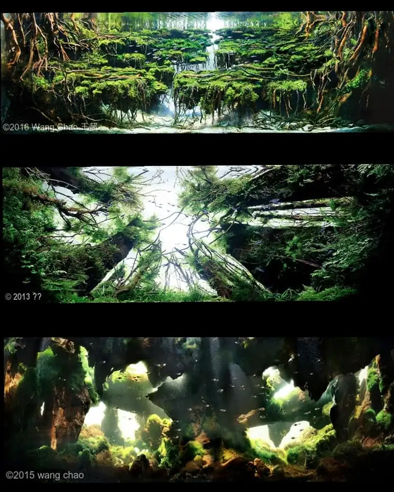 Introduction about China Aquascaping Introduction about China Aquascaping