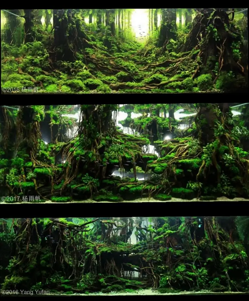 Introduction about China Aquascaping Introduction about China Aquascaping