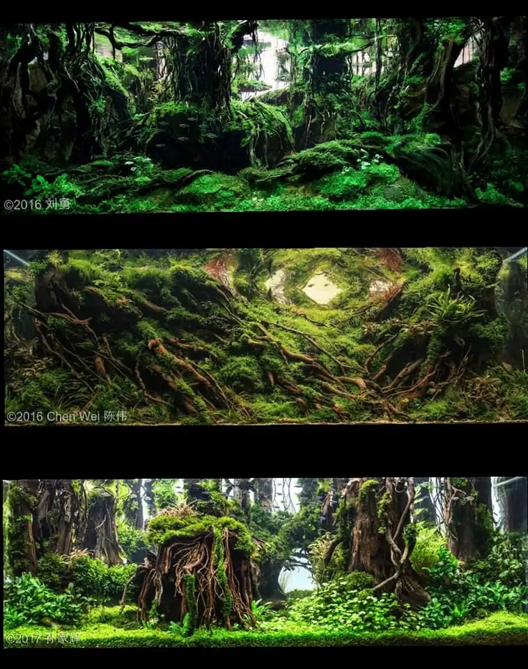Introduction about China Aquascaping Introduction about China Aquascaping