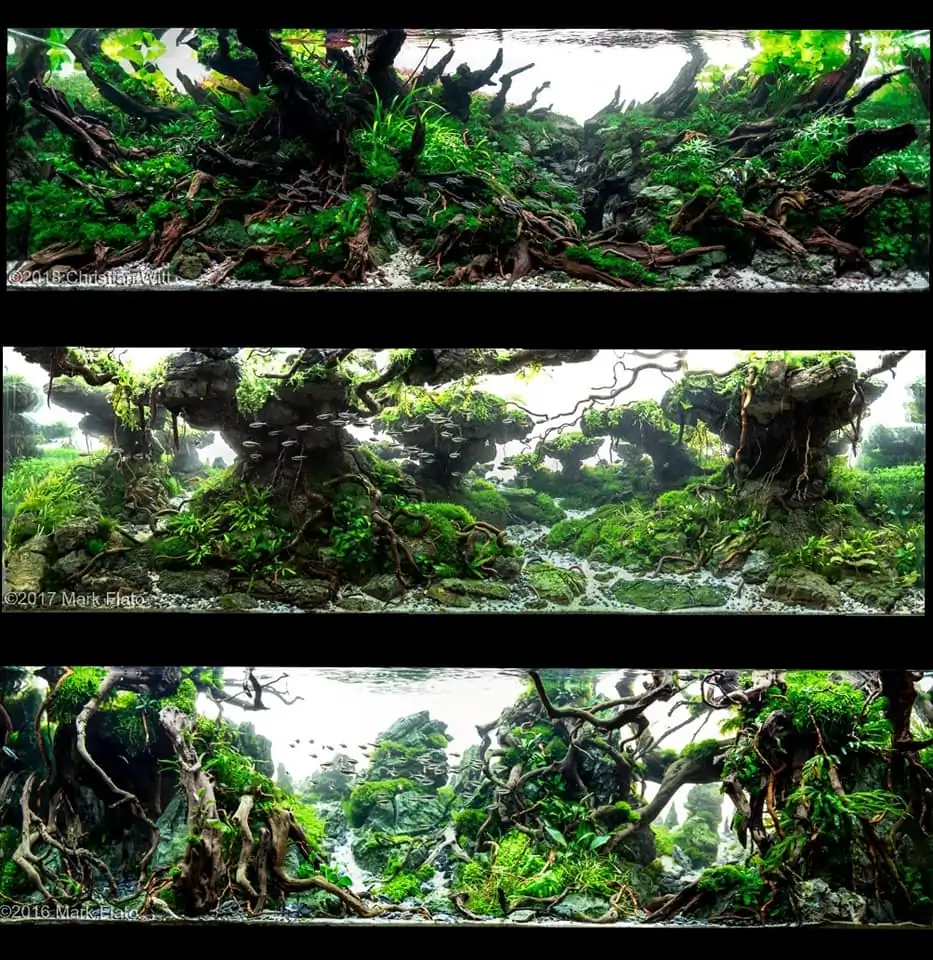 Introduction about Germany Aquascaping 