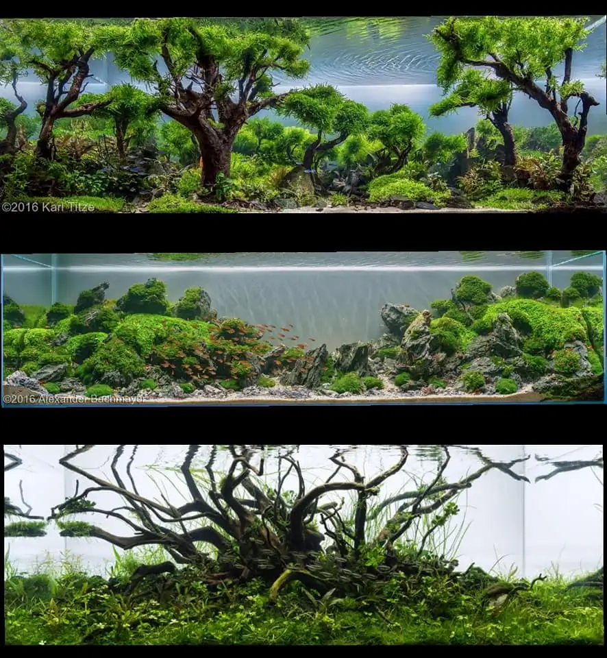 Introduction about Germany Aquascaping 