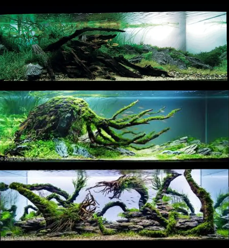 Introduction about Hong Kong Aquascaping Introduction about Hong Kong Aquascaping