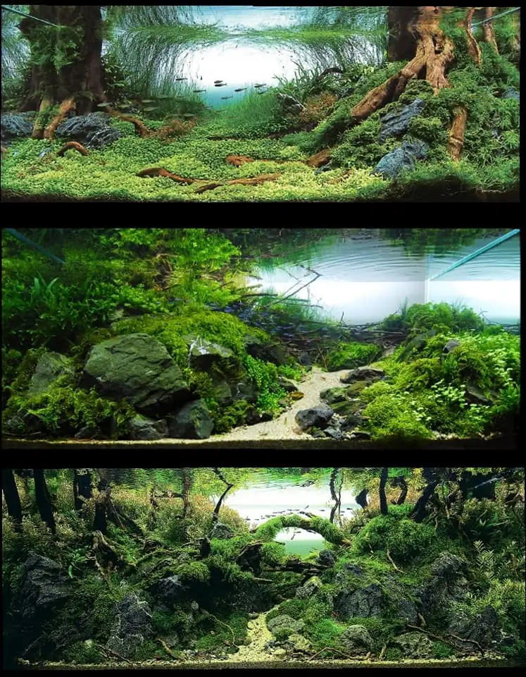 Introduction about Hong Kong Aquascaping Introduction about Hong Kong Aquascaping