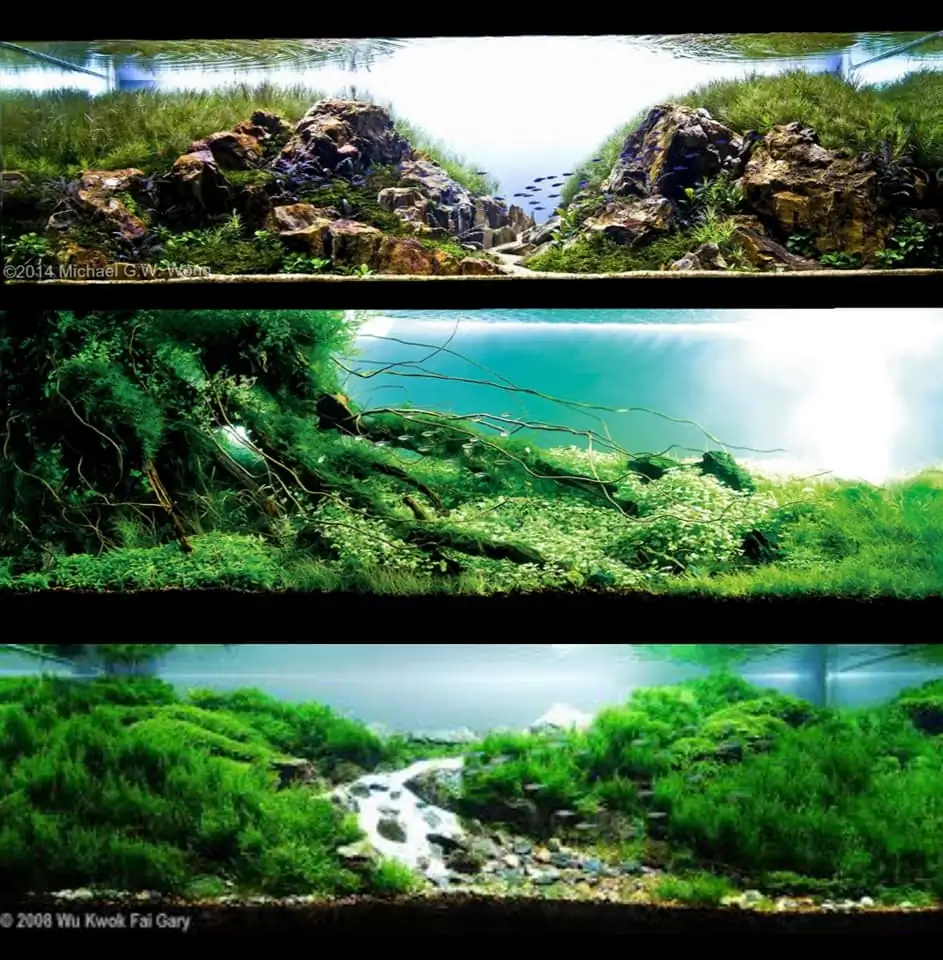 Introduction about Hong Kong Aquascaping Introduction about Hong Kong Aquascaping