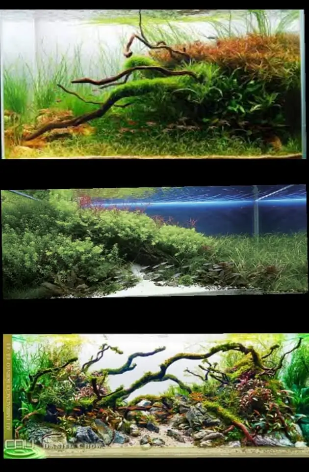 Introduction about Hong Kong Aquascaping Introduction about Hong Kong Aquascaping