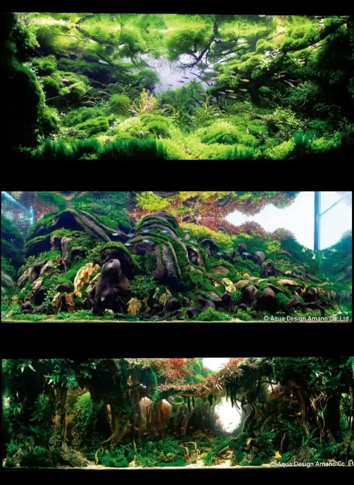 Introduction about Indonesia Aquascaping 