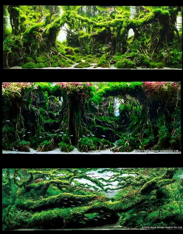 Introduction about Indonesia Aquascaping 