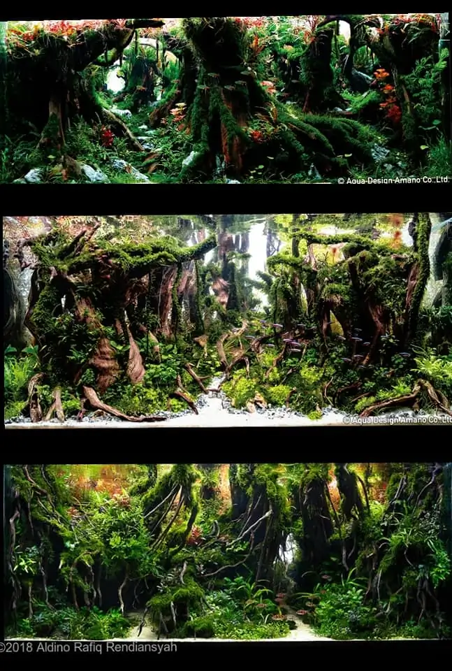 Introduction about Indonesia Aquascaping 