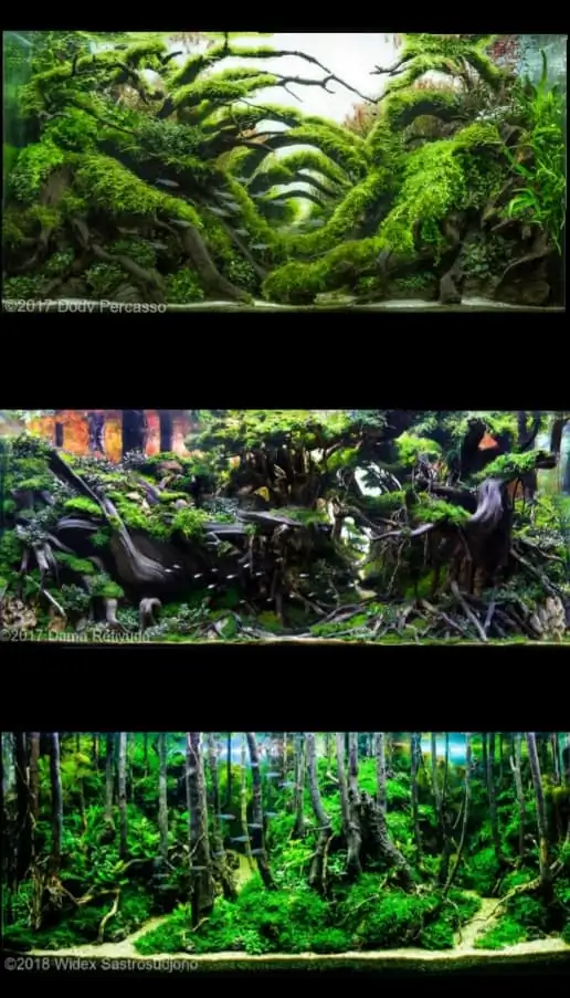 Introduction about Indonesia Aquascaping 
