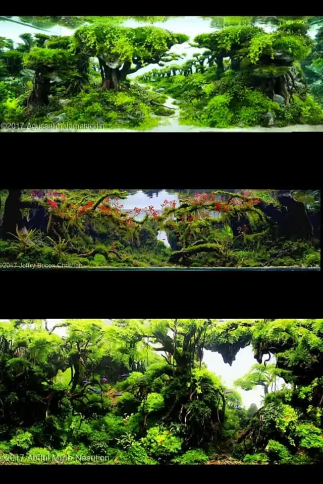Introduction about Indonesia Aquascaping 
