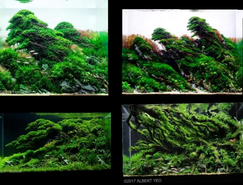Introduction about Indonesia Aquascaping 