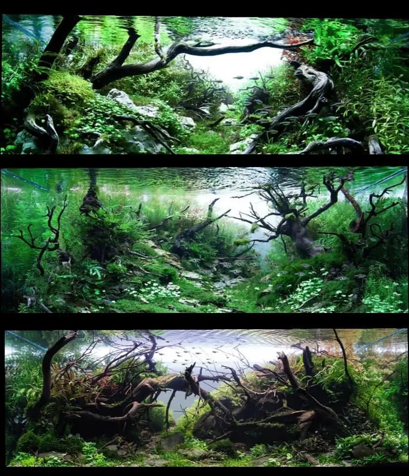 Introduction about Italy Aquascaping Introduction about Italy Aquascaping