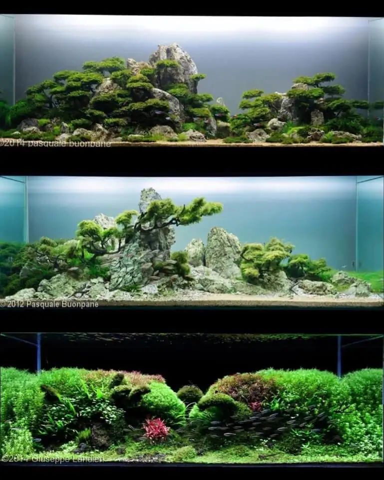 Introduction about Italy Aquascaping Introduction about Italy Aquascaping