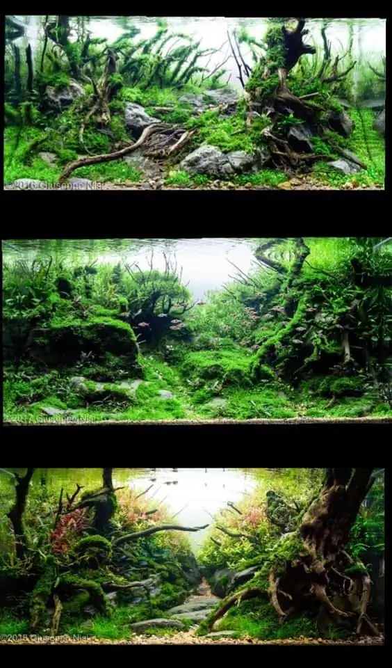 Introduction about Italy Aquascaping Introduction about Italy Aquascaping