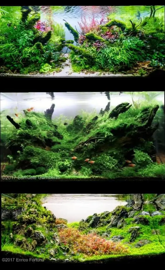 Introduction about Italy Aquascaping Introduction about Italy Aquascaping