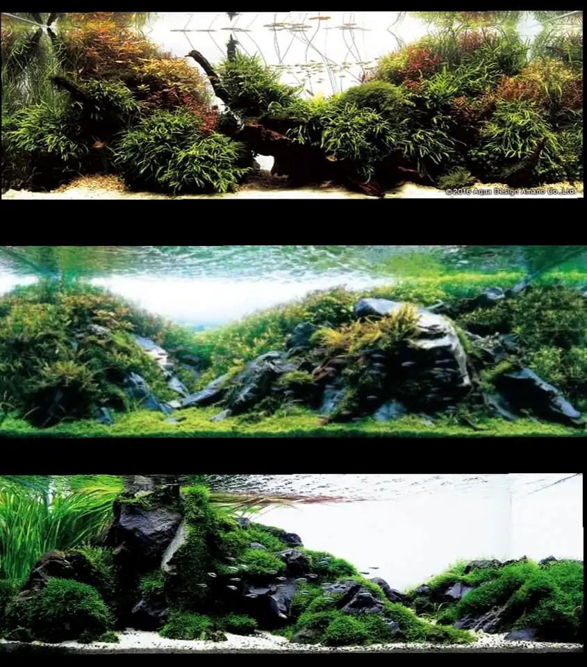 Introduction about Japan Aquascaping Introduction about Japan Aquascaping