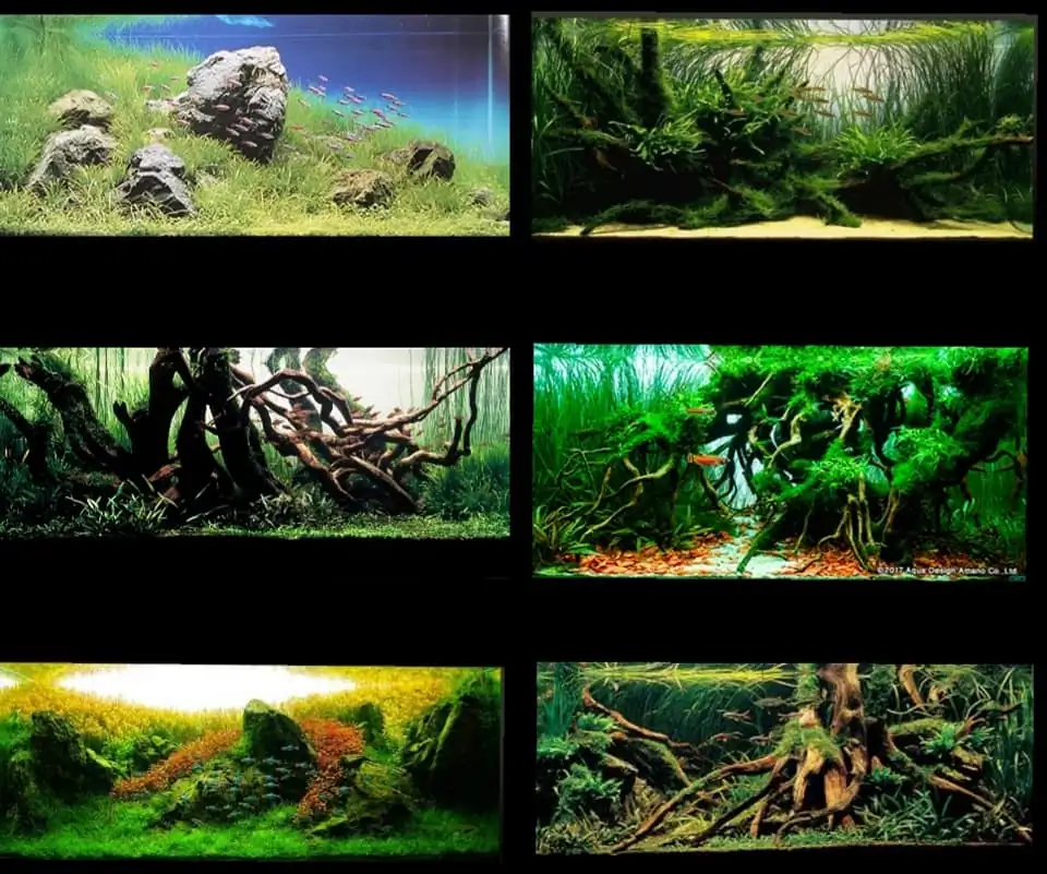 Introduction about Japan Aquascaping Introduction about Japan Aquascaping