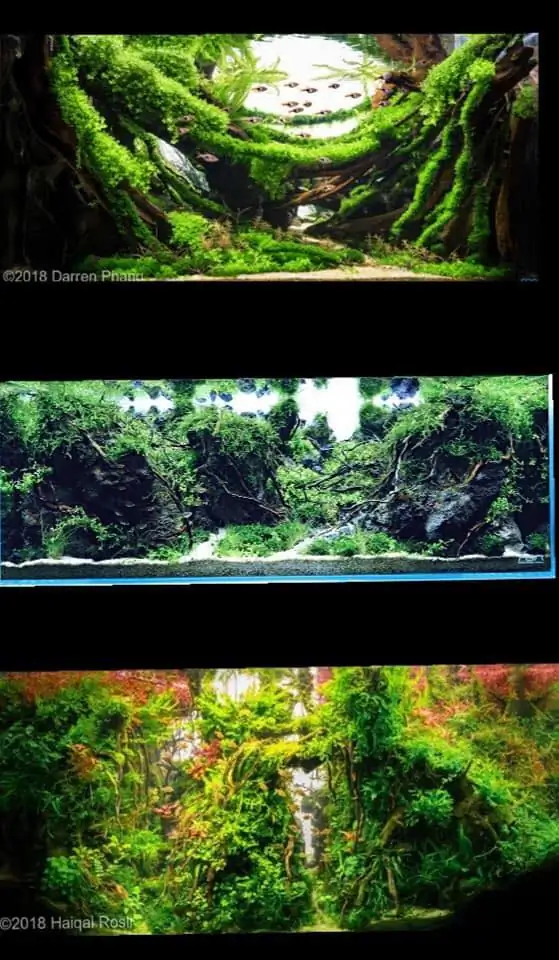 Introduction about Singapore Aquascaping 