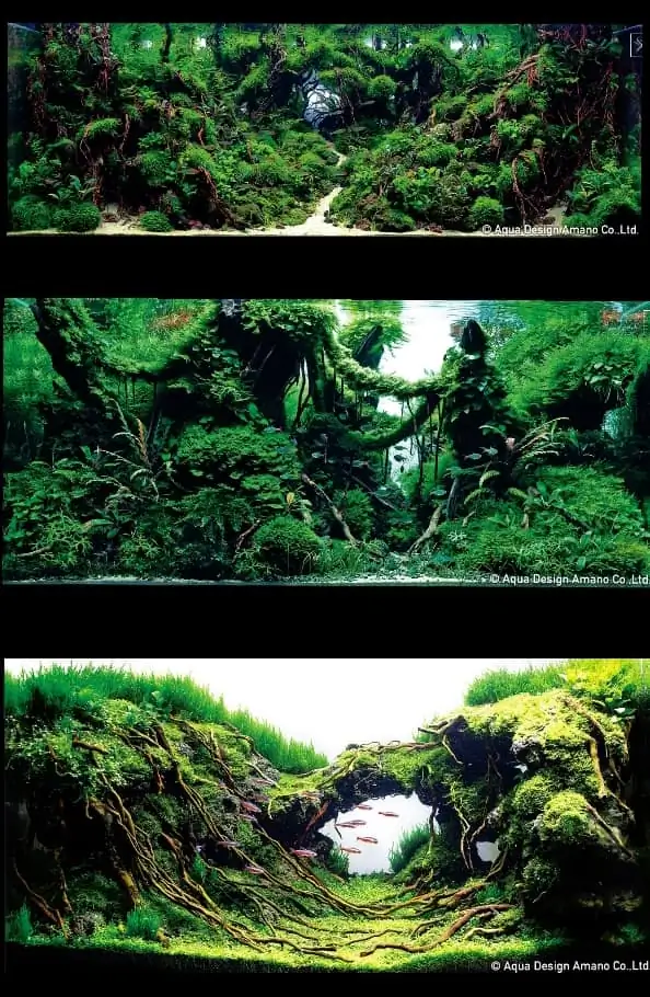 Introduction about Taiwan Aquascaping Introduction about Taiwan Aquascaping
