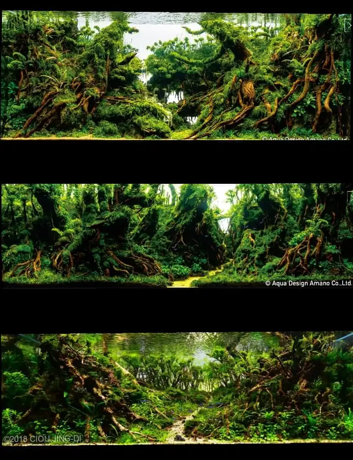 Introduction about Taiwan Aquascaping Introduction about Taiwan Aquascaping
