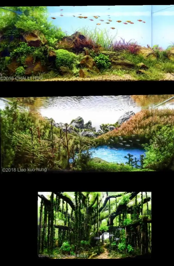 Introduction about Taiwan Aquascaping Introduction about Taiwan Aquascaping