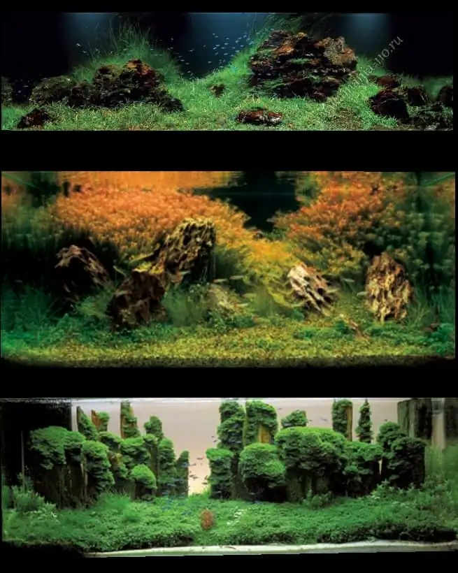 Introduction about Taiwan Aquascaping Introduction about Taiwan Aquascaping