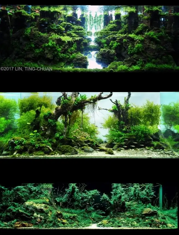 Introduction about Taiwan Aquascaping Introduction about Taiwan Aquascaping