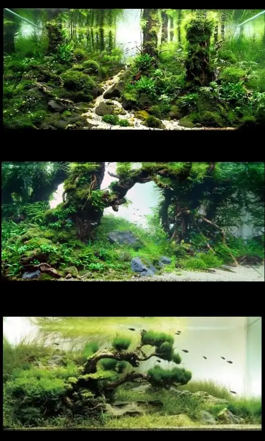 Introduction about Taiwan Aquascaping Introduction about Taiwan Aquascaping
