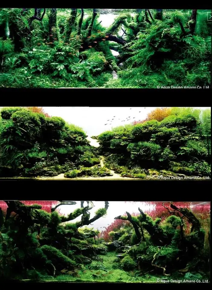 Introduction about ThaiLand Aquascaping 