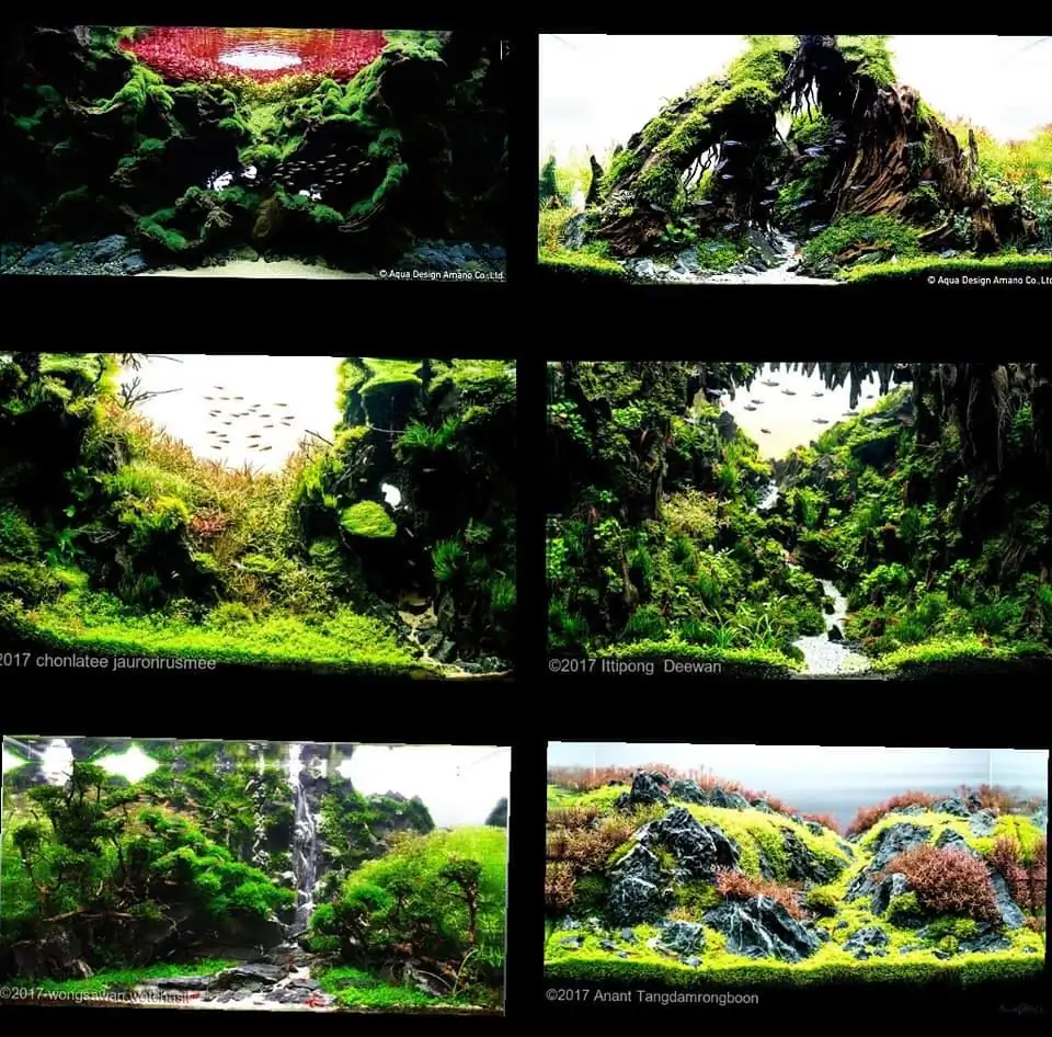 Introduction about ThaiLand Aquascaping 