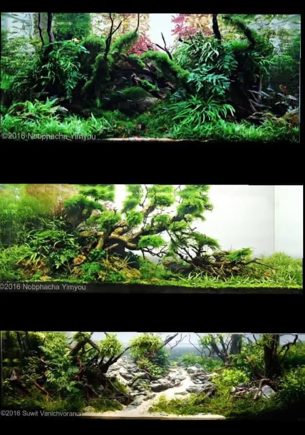 Introduction about ThaiLand Aquascaping 